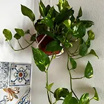 公寓 Moro House 斯菲拉卡瓦洛